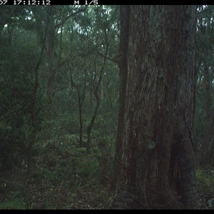 Notamacropus rufogriseus (Red-necked Wallaby) at Pipeclay, NSW - 7 Jan 2025 by MVM