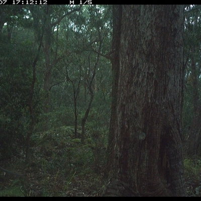 Notamacropus rufogriseus (Red-necked Wallaby) at Pipeclay, NSW - 7 Jan 2025 by MVM