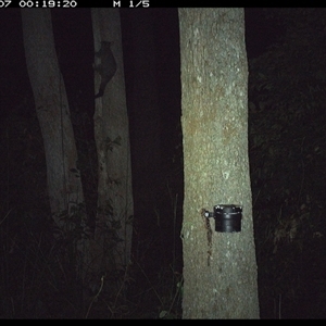 Trichosurus vulpecula (Common Brushtail Possum) at Pipeclay, NSW - 7 Nov 2024 by MVM