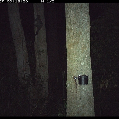Trichosurus vulpecula (Common Brushtail Possum) at Pipeclay, NSW - 7 Nov 2024 by MVM