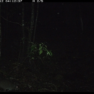 Potorous tridactylus (Long-nosed Potoroo) at Pipeclay, NSW - 12 Nov 2024 by MVM