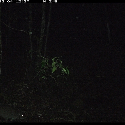 Potorous tridactylus (Long-nosed Potoroo) at Pipeclay, NSW - 12 Nov 2024 by MVM