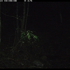 Potorous tridactylus (Long-nosed Potoroo) at Pipeclay, NSW - 13 Nov 2024 by MVM