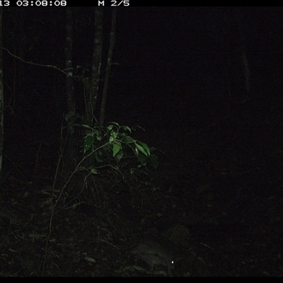 Potorous tridactylus (Long-nosed Potoroo) at Pipeclay, NSW - 13 Nov 2024 by MVM