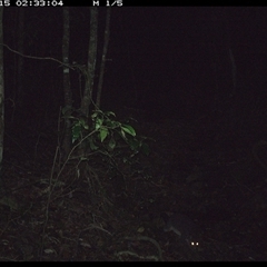 Trichosurus caninus (Mountain Brushtail Possum) at Pipeclay, NSW - 15 Nov 2024 by MVM