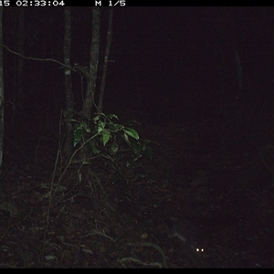 Trichosurus caninus (Mountain Brushtail Possum) at Pipeclay, NSW - 15 Nov 2024 by MVM