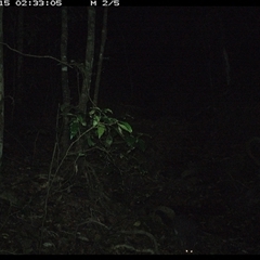 Trichosurus caninus at Pipeclay, NSW - 15 Nov 2024 02:33 AM