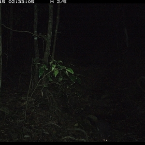Trichosurus caninus at Pipeclay, NSW - 15 Nov 2024 02:33 AM