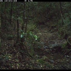 Intellagama lesueurii (Australian Water Dragon) at Pipeclay, NSW - 16 Nov 2024 by MVM