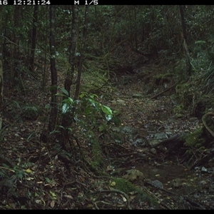 Intellagama lesueurii (Australian Water Dragon) at Pipeclay, NSW - 16 Nov 2024 by MVM