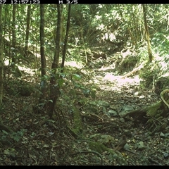 Macropygia phasianella at Pipeclay, NSW - 27 Nov 2024 12:57 PM