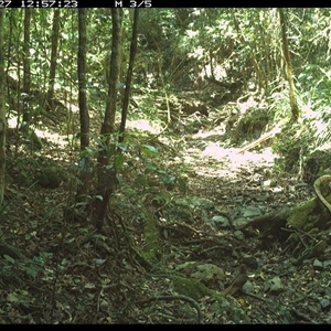 Macropygia phasianella at Pipeclay, NSW - 27 Nov 2024 12:57 PM