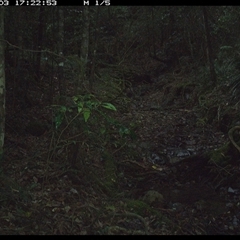 Corvus orru (Torresian Crow) at Pipeclay, NSW - 3 Dec 2024 by MVM