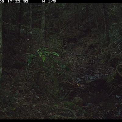 Corvus orru (Torresian Crow) at Pipeclay, NSW - 3 Dec 2024 by MVM