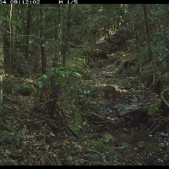 Thylogale thetis (Red-necked Pademelon) at Pipeclay, NSW - 4 Dec 2024 by MVM