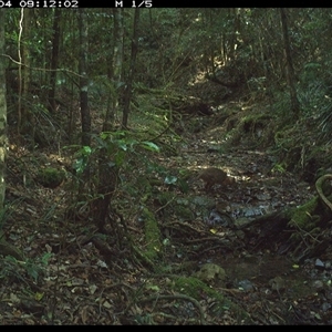Thylogale thetis (Red-necked Pademelon) at Pipeclay, NSW - 4 Dec 2024 by MVM
