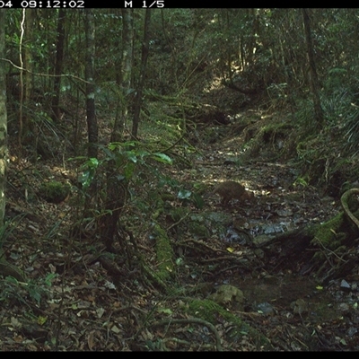 Thylogale thetis (Red-necked Pademelon) at Pipeclay, NSW - 4 Dec 2024 by MVM