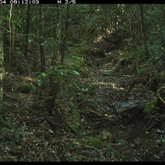 Thylogale thetis at Pipeclay, NSW - 4 Dec 2024 09:12 AM