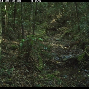 Thylogale thetis at Pipeclay, NSW - 4 Dec 2024 09:12 AM