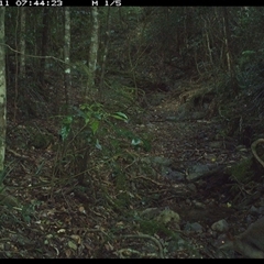 Wallabia bicolor (Swamp Wallaby) at Pipeclay, NSW - 11 Dec 2024 by MVM