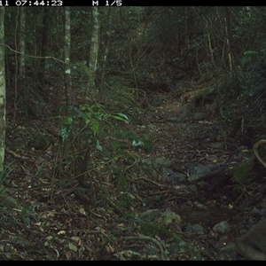 Wallabia bicolor (Swamp Wallaby) at Pipeclay, NSW - 11 Dec 2024 by MVM