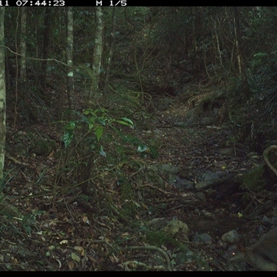 Wallabia bicolor (Swamp Wallaby) at Pipeclay, NSW - 11 Dec 2024 by MVM