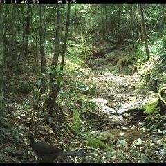 Menura novaehollandiae (Superb Lyrebird) at Pipeclay, NSW - 11 Dec 2024 by MVM