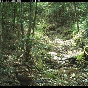 Menura novaehollandiae at Pipeclay, NSW - 11 Dec 2024 11:40 AM