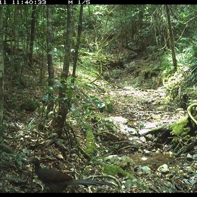 Menura novaehollandiae (Superb Lyrebird) at Pipeclay, NSW - 11 Dec 2024 by MVM