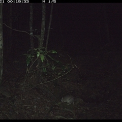 Perameles nasuta (Long-nosed Bandicoot) at Pipeclay, NSW - 21 Dec 2024 by MVM