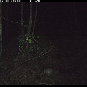 Perameles nasuta (Long-nosed Bandicoot) at Pipeclay, NSW - 21 Dec 2024 by MVM