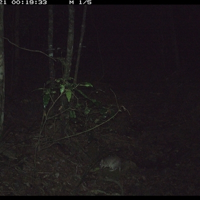 Perameles nasuta (Long-nosed Bandicoot) at Pipeclay, NSW - 21 Dec 2024 by MVM
