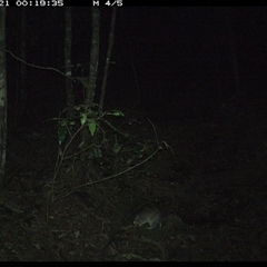 Perameles nasuta at Pipeclay, NSW - 21 Dec 2024 12:19 AM