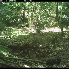 Alectura lathami (Australian Brush-turkey) at Pipeclay, NSW - 25 Jan 2025 by MVM
