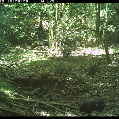 Alectura lathami (Australian Brush-turkey) at Pipeclay, NSW - 25 Jan 2025 by MVM