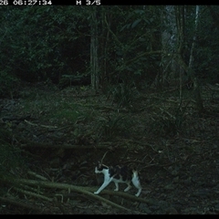 Felis catus (Feral Cat) at Pipeclay, NSW - 26 Jan 2025 by MVM