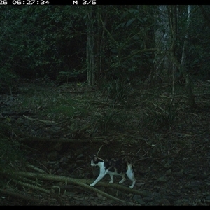 Felis catus (Feral Cat) at Pipeclay, NSW - 26 Jan 2025 by MVM