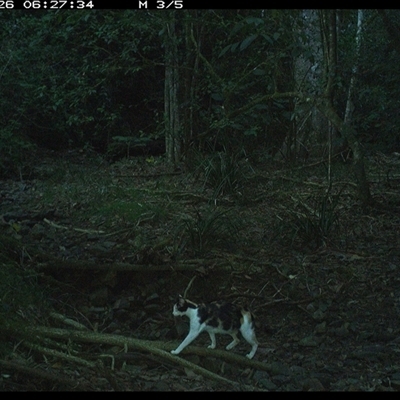 Felis catus (Feral Cat) at Pipeclay, NSW - 26 Jan 2025 by MVM