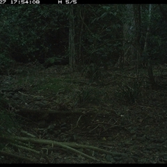 Pitta versicolor (Noisy Pitta) at Pipeclay, NSW - 27 Jan 2025 by MVM