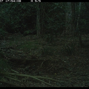 Pitta versicolor at Pipeclay, NSW - 27 Jan 2025 05:54 PM