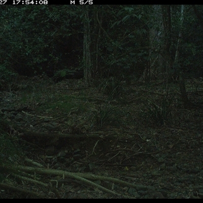 Pitta versicolor (Noisy Pitta) at Pipeclay, NSW - 27 Jan 2025 by MVM