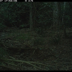 Pitta versicolor at Pipeclay, NSW - 27 Jan 2025 05:54 PM