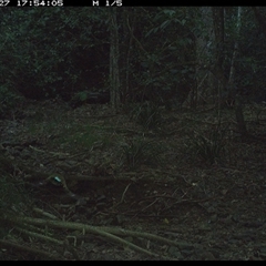 Pitta versicolor at Pipeclay, NSW - 27 Jan 2025 05:54 PM