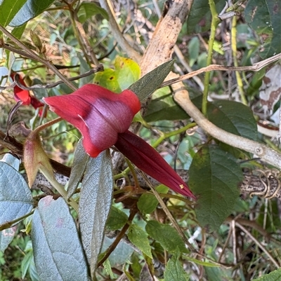 Kennedia rubicunda (Dusky Coral Pea) at Caparra, NSW - 5 Sep 2025 by maznee