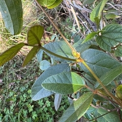 Kennedia rubicunda at Caparra, NSW - 5 Sep 2025 11:39 AM