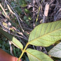 Kennedia rubicunda at Caparra, NSW - 5 Sep 2025 11:39 AM