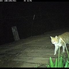 Felis catus (Feral Cat) at Mortons Creek, NSW - 30 Sep 2024 by Eggert