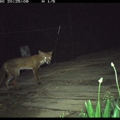 Vulpes vulpes (Red Fox) at Mortons Creek, NSW - 30 Sep 2024 by Eggert