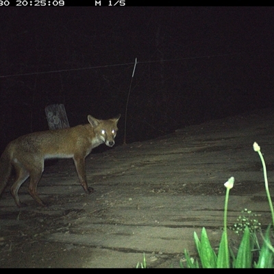Vulpes vulpes (Red Fox) at Mortons Creek, NSW - 30 Sep 2024 by Eggert