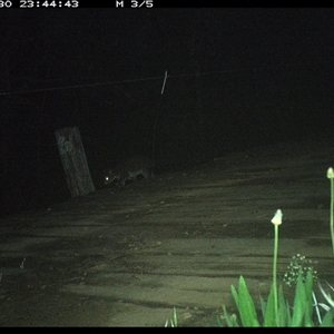Trichosurus caninus (Mountain Brushtail Possum) at Mortons Creek, NSW - 30 Sep 2024 by Eggert